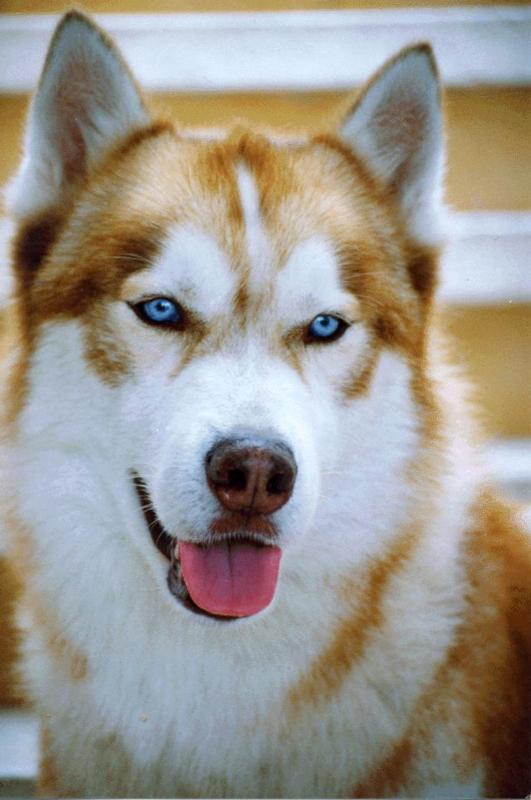 Raças Husky Siberiano Blog Bom Pra Cachorro